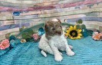 Miniature F2B Red Merle Parti , a male Aussiedoodle for sale in Quartzsite, AZ – 9 of 10