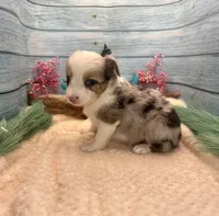 Toy Mini Butterfingers Blue Merle Blue Eyes, a female Miniature Australian Shepherd for sale in Quartzsite, AZ – 2 of 9