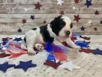 F2B Miniature Black and White Parti , a male Aussiedoodle for sale in Quartzsite, AZ – 2 of 10