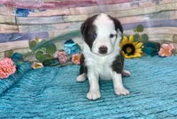 Toy Mini F1 Red and White Tri Parti , a male Miniature Aussiedoodle for sale in Quartzsite, AZ – 3 of 10