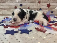 F2B Miniature Black and White Parti , a male Aussiedoodle for sale in Quartzsite, AZ – 7 of 10