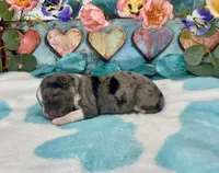 F1 Toy Mini Blue Merle Biscuits N Gravy , a male Miniature Aussiedoodle for sale in Quartzsite, AZ – 2 of 5