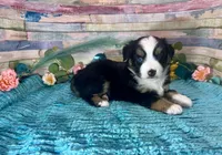 Toy Mini Gorgeous Tri Sweet Tamale , a female Miniature Australian Shepherd for sale in Quartzsite, AZ – 6 of 10