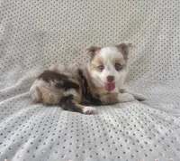 Toy Mini Red Merle Blue Eyes Sunday, a female Toy Australian Shepherd for sale in Quartzsite, AZ – 1 of 10