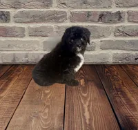 F1 Black and White Tuxedo Bi 2 Blue Eyes , a female Aussiedoodle for sale in Quartzsite, AZ – 6 of 8