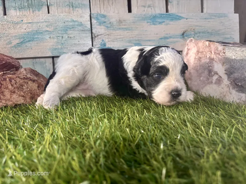 F2B Miniature Black and White Parti  – Poodle - Miniature , Miniature Aussiedoodle puppy for sale in Quartzsite, AZ