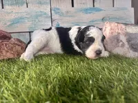F2B Miniature Black and White Parti , a male Poodle - Miniature  and Miniature Aussiedoodle for sale in Quartzsite, AZ – 1 of 7
