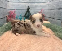 Toy Mini Butterfingers Blue Merle Blue Eyes, a female Miniature Australian Shepherd for sale in Quartzsite, AZ – 6 of 9