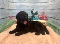F1 Toy Mini Rare Solid Black Mesa , a female Miniature Aussiedoodle for sale in Quartzsite, AZ – 6 of 10