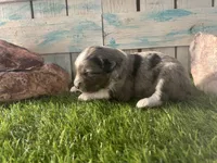 Toy Mini F1 Blue Merle, a male Aussiedoodle and Poodle - Miniature  for sale in Quartzsite, AZ – 4 of 6