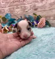 Toy Mini Blue Merle Blue Eye Butterfingers, a female Toy Australian Shepherd for sale in Quartzsite, AZ – 3 of 9