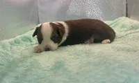 Stunning Toy Red Tri Boy Blue Eyes, a male Toy Australian Shepherd for sale in Quartzsite, AZ – 5 of 6
