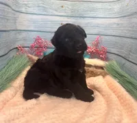 F1 Toy Mini Rare Solid Black Mesa , a female Miniature Aussiedoodle for sale in Quartzsite, AZ – 4 of 10