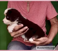 Toy Black Tri with Blue Eyes, a female Toy Australian Shepherd for sale in Quartzsite, AZ – 2 of 6