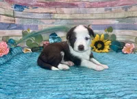 Toy Mini F1 Red and White Tri Parti , a male Miniature Aussiedoodle for sale in Quartzsite, AZ – 9 of 10