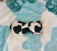 F2B Miniature Black and White Licorice Pie, a male Aussiedoodle for sale in Quartzsite, AZ – 4 of 5