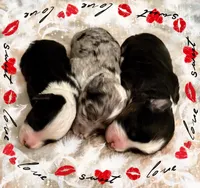 Toy Mini Aussiedoodle F1 Coming Soon All Colors, a  Miniature Aussiedoodle for sale in Quartzsite, AZ – 3 of 10