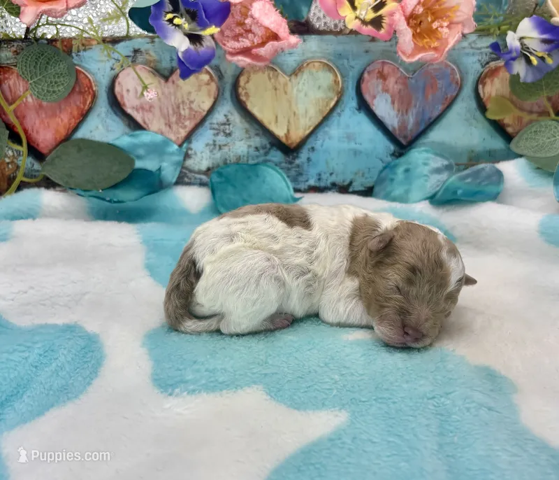Miniature F2B Red Merle Parti Banana Crème Pie – Aussiedoodle puppy for sale in Quartzsite, AZ