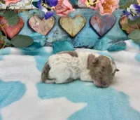 Miniature F2B Red Merle Parti Banana Crème Pie, a male Aussiedoodle for sale in Quartzsite, AZ – 1 of 5