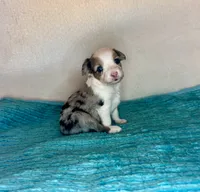 Blue Merle with Blue Eyes, a female Miniature Australian Shepherd for sale in Quartzsite, AZ – 1 of 5