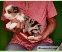 Toy Blue Merle Blue Eyes, a female Toy Australian Shepherd for sale in Quartzsite, AZ – 8 of 8