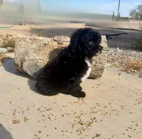 F1 Black and White Tuxedo Bi , a female Aussiedoodle for sale in Quartzsite, AZ – 3 of 6