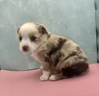 Toy Mini Red Merle Blue Eye , a female Miniature Australian Shepherd for sale in Quartzsite, AZ – 2 of 5