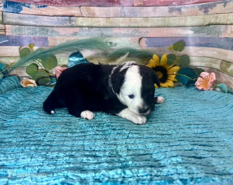Toy Mini Hard to Find Split Face  – Miniature Australian Shepherd, Toy Australian Shepherd puppy for sale in Quartzsite, AZ