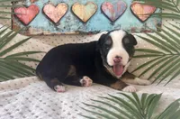 Toy Mini Tri with lots of Copper Sweet Tamale , a female Toy Australian Shepherd for sale in Quartzsite, AZ – 5 of 10