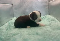 Stunning Toy Red Tri Boy Blue Eyes, a male Toy Australian Shepherd for sale in Quartzsite, AZ – 4 of 6