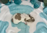 Miniature F2B Red Merle Parti Banana Crème Pie, a male Aussiedoodle for sale in Quartzsite, AZ – 4 of 5