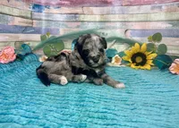 F2B Miniature Blue Merle Sweetheart, a female Aussiedoodle for sale in Quartzsite, AZ – 3 of 10