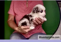 Toy Blue Eyes Blue Merle , a female Toy Australian Shepherd for sale in Quartzsite, AZ – 2 of 6