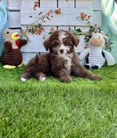 F2B Toy Mini Coming Soon All Colors, a  Miniature Aussiedoodle for sale in Quartzsite, AZ – 4 of 10