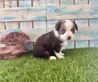 Gorgeous Red Tri Blue Eyes , a male Toy Australian Shepherd for sale in Quartzsite, AZ – 7 of 10