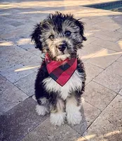Toy Mini Aussiedoodle F1 Coming Soon All Colors, a  Miniature Aussiedoodle for sale in Quartzsite, AZ – 5 of 10