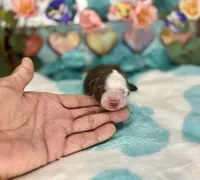 Toy Mini F1 Red and White Bi Pancakes, a male Miniature Aussiedoodle for sale in Quartzsite, AZ – 3 of 5
