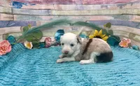 Toy Mini F1 Red Merle Parti , a female Miniature Aussiedoodle for sale in Quartzsite, AZ – 2 of 10