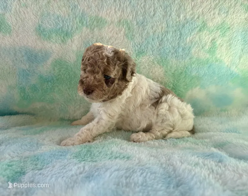 F2B Red Merle Phantom Parti Mini  – Poodle - Miniature , Miniature Aussiedoodle puppy for sale in Quartzsite, AZ