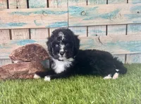 F1 Toy Mini Tuxedo Bi Black Scottsdale Blue Eyes, a male Miniature Aussiedoodle for sale in Quartzsite, AZ – 7 of 10