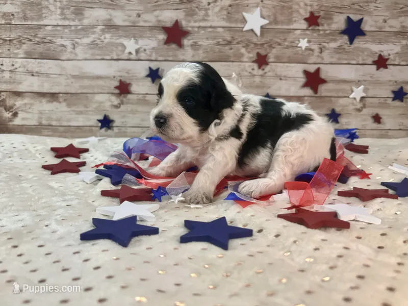 F2B Miniature Black and White Parti  – Aussiedoodle puppy for sale in Quartzsite, AZ