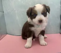 Toy Mini Red Tri Saturday Blue Eyes , a male Miniature Australian Shepherd for sale in Quartzsite, AZ – 4 of 6