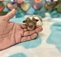 Miniature F2B Red Merle Parti Banana Crème Pie, a male Aussiedoodle for sale in Quartzsite, AZ – 3 of 5