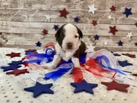 Toy Mini F1 Red and White Parti , a male Miniature Aussiedoodle for sale in Quartzsite, AZ – 3 of 9