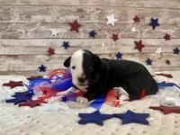 F1 Toy Mini Split Face Black Tri Rare Handsome, a male Miniature Aussiedoodle for sale in Quartzsite, AZ – 7 of 9
