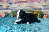 Split Face F1 Toy Mini Black Tri Beautiful , a male Miniature Aussiedoodle for sale in Quartzsite, AZ – 8 of 10