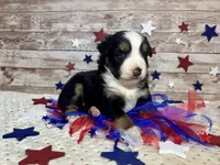 Toy Mini Beautiful Tri Sweet Tamale , a female Miniature Australian Shepherd for sale in Quartzsite, AZ – 4 of 9
