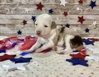 Toy Mini F1 Red Merle Parti , a female Miniature Aussiedoodle for sale in Quartzsite, AZ – 5 of 9