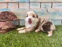 Gorgeous Toy Red Merle Blue Eyes, a female Toy Australian Shepherd for sale in Quartzsite, AZ – 3 of 10