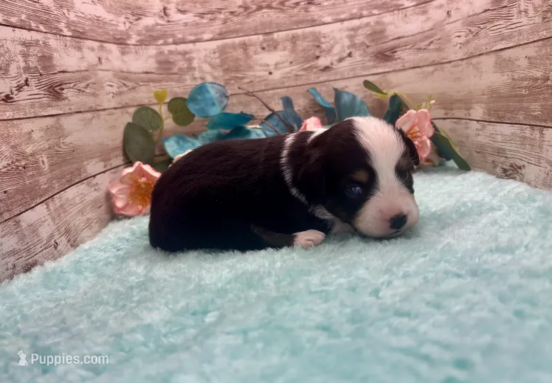 Toy Mini Black Tri Blye Eyes Almond Joy – Miniature Australian Shepherd puppy for sale in Quartzsite, AZ